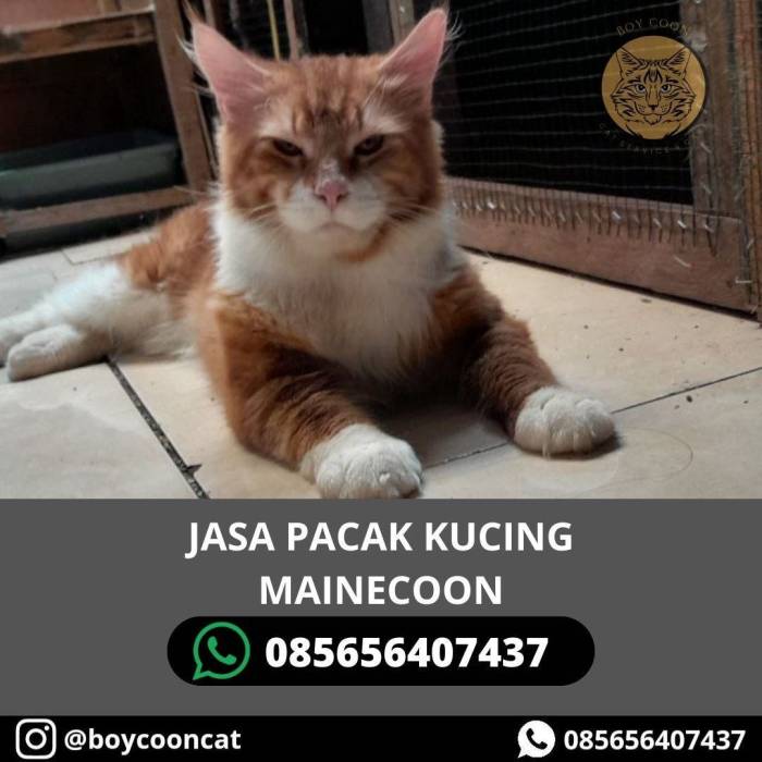 Jasa pacak kucing terdekat