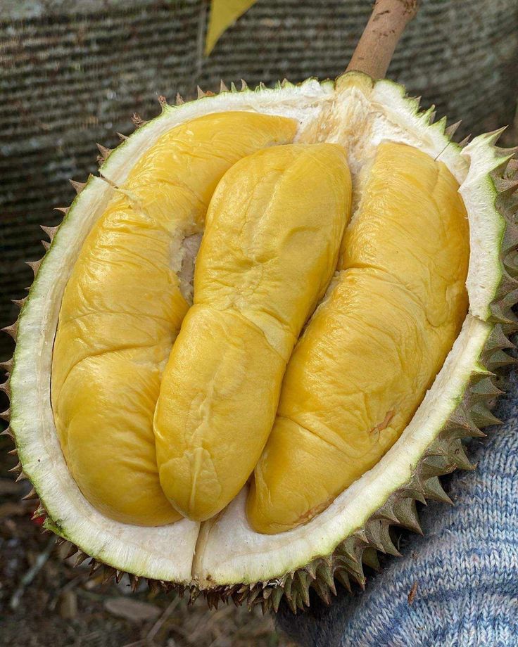 Bill Gates makan durian