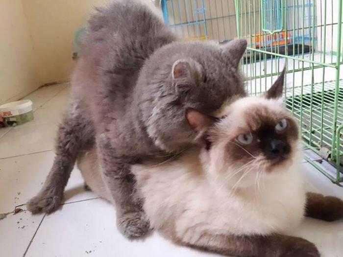 Jasa pacak kucing terdekat