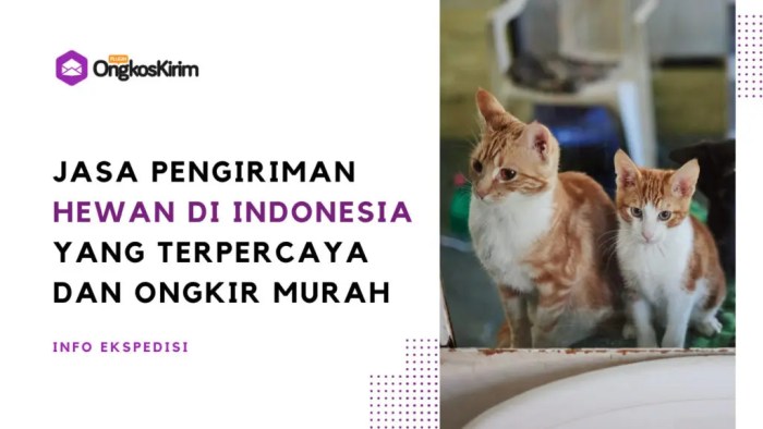 Pengiriman kucing balikpapan persia calico ekor betina pesek luar jasa pulau hewan seluruh